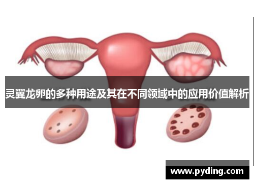 灵翼龙卵的多种用途及其在不同领域中的应用价值解析